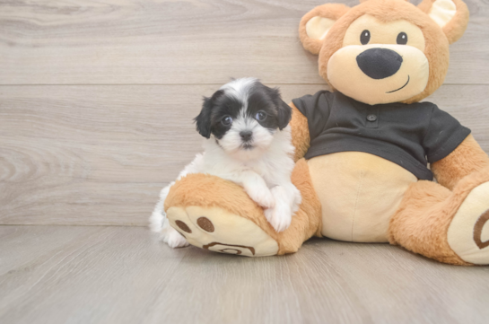 Teddy Bear Pup Being Cute