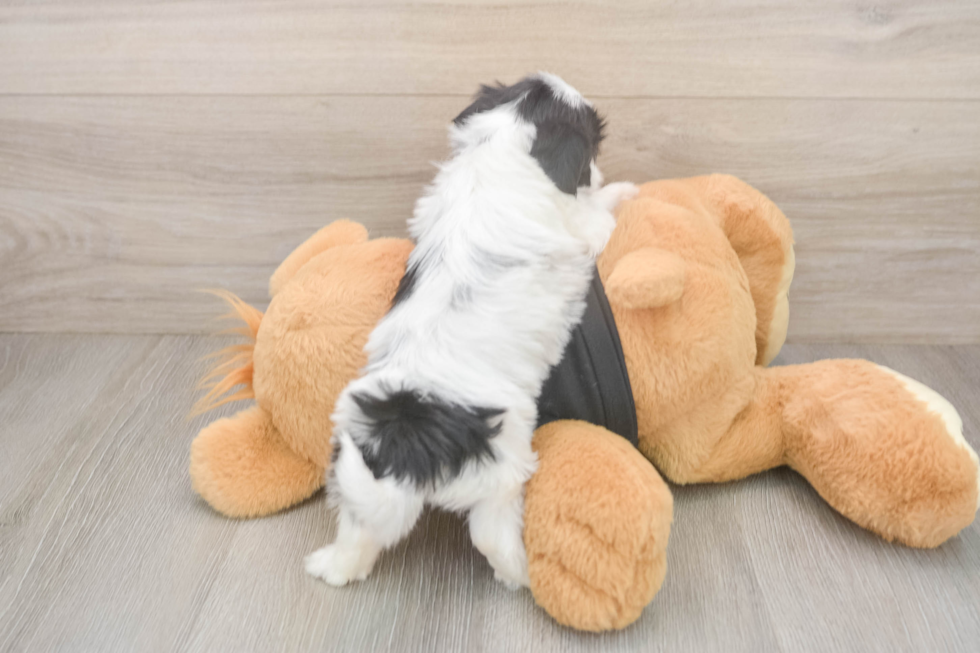 Best Teddy Bear Baby