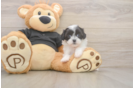 Adorable Shichon Designer Puppy