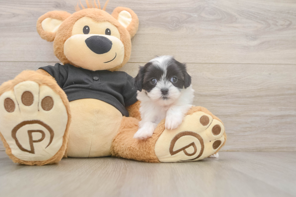 Adorable Shichon Designer Puppy