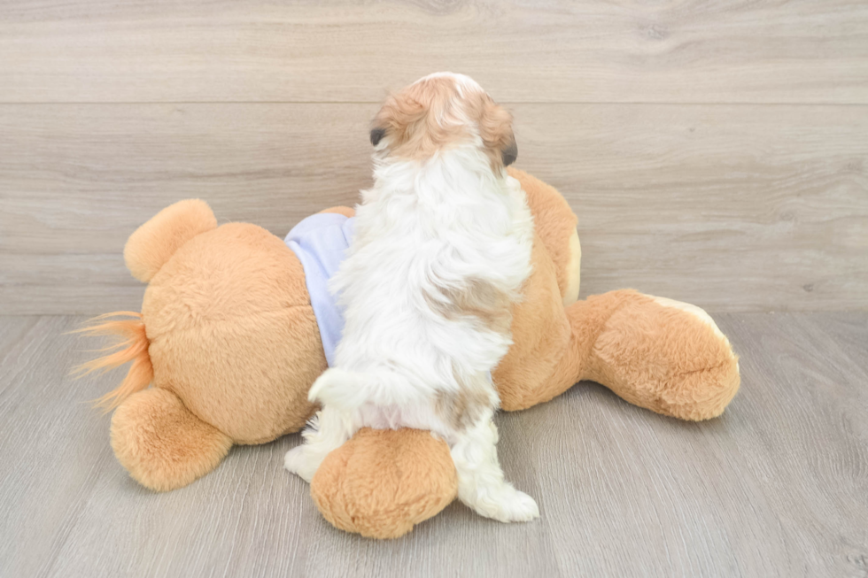 Teddy Bear Pup Being Cute