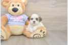 Smart Teddy Bear Designer Pup