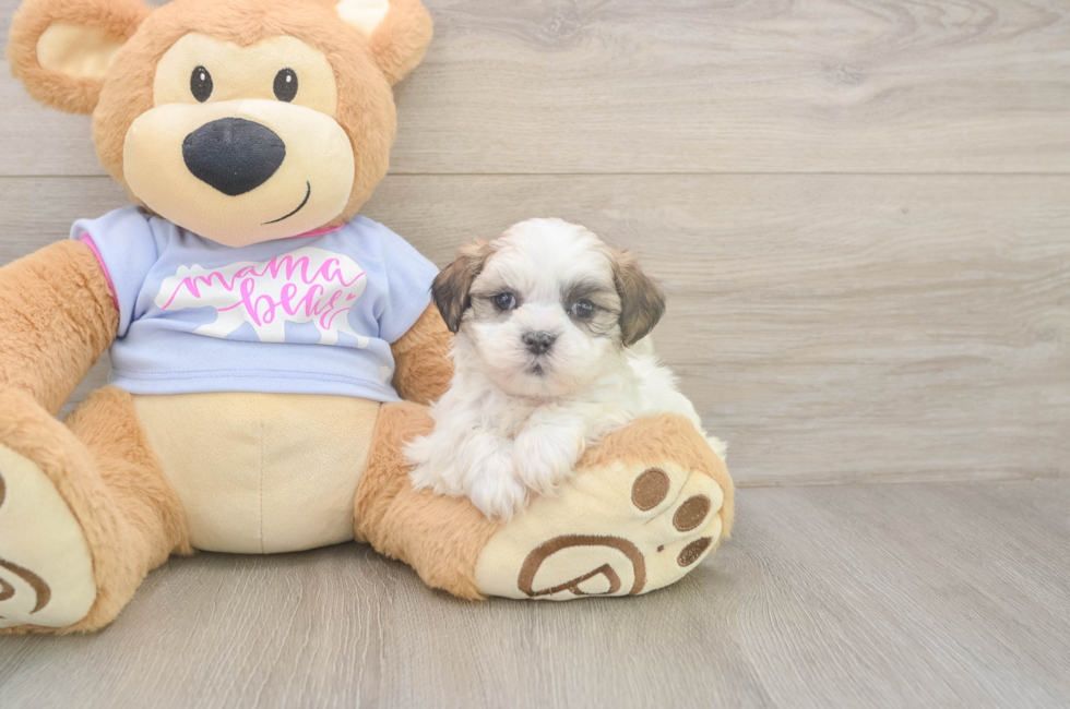 5 week old Teddy Bear Puppy For Sale - Florida Fur Babies