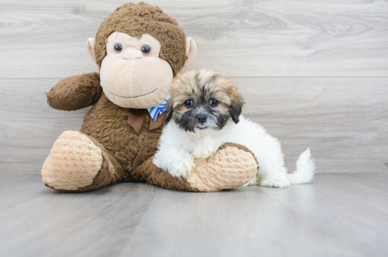 32 week old Teddy Bear Puppy For Sale - Florida Fur Babies