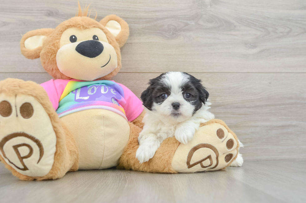 5 week old Teddy Bear Puppy For Sale - Florida Fur Babies