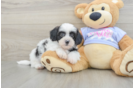 Adorable Shi Chon Designer Puppy