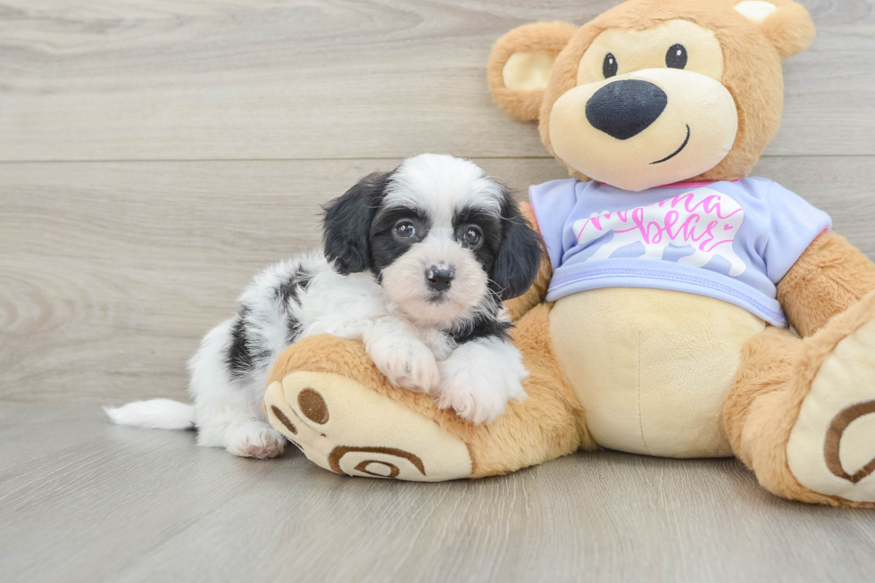 Adorable Shi Chon Designer Puppy