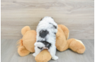 Teddy Bear Puppy for Adoption