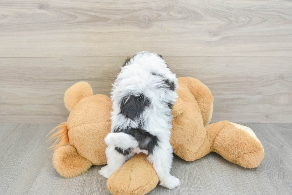 Teddy Bear Puppy for Adoption