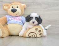 5 week old Teddy Bear Puppy For Sale - Florida Fur Babies