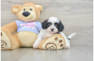 Teddy Bear Puppy for Adoption