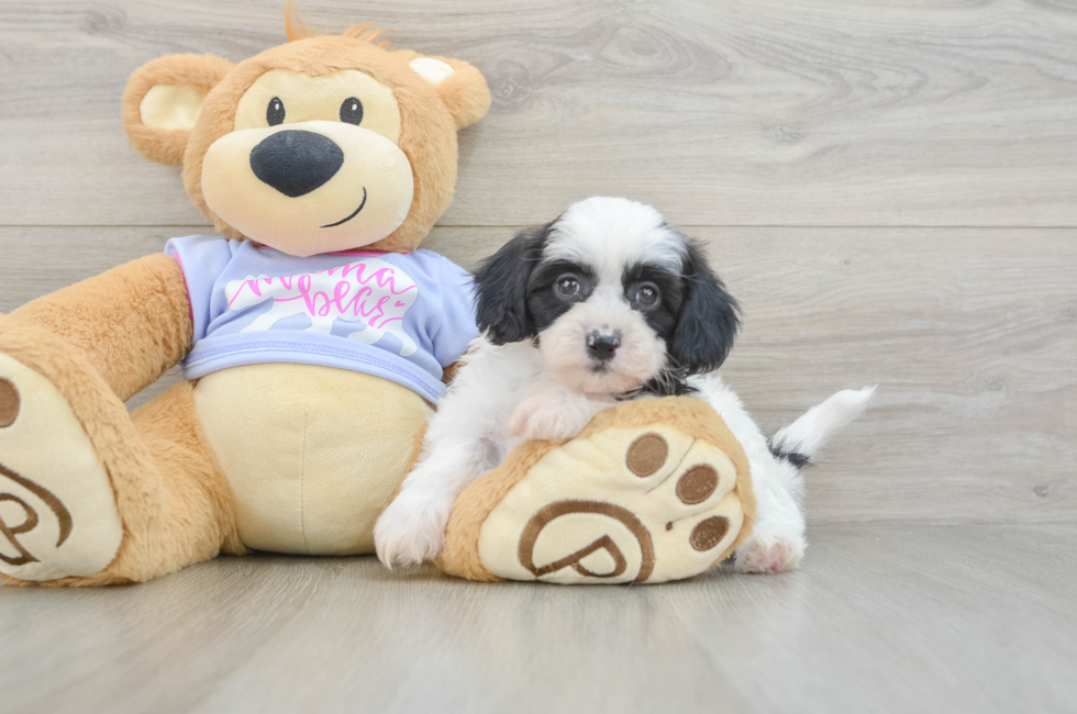 5 week old Teddy Bear Puppy For Sale - Florida Fur Babies
