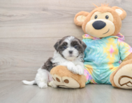5 week old Teddy Bear Puppy For Sale - Florida Fur Babies