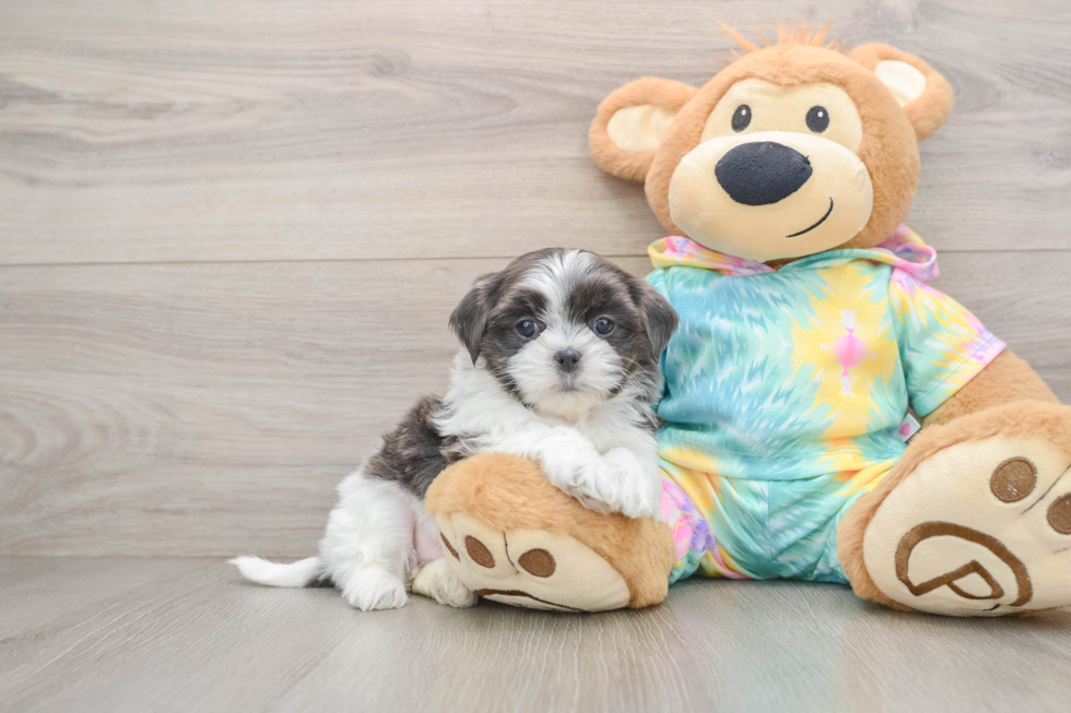 Teddy Bear Puppy for Adoption