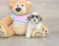 6 week old Teddy Bear Puppy For Sale - Florida Fur Babies