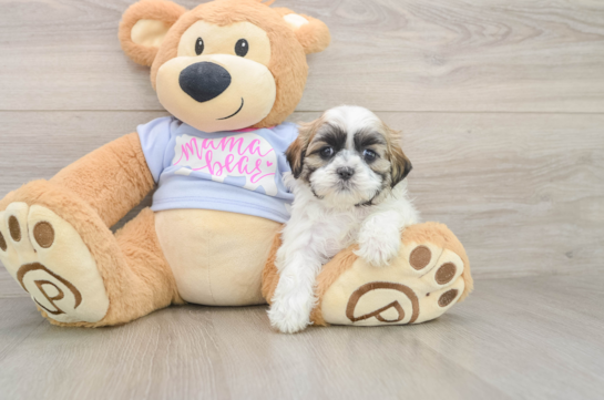Teddy Bear Puppy for Adoption