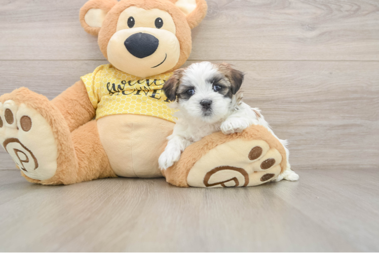 Teddy Bear Pup Being Cute