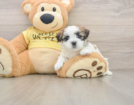 6 week old Teddy Bear Puppy For Sale - Florida Fur Babies