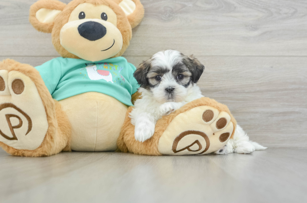 7 week old Teddy Bear Puppy For Sale - Florida Fur Babies