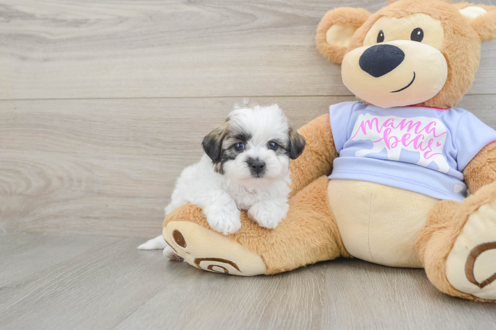 Teddy Bear Pup Being Cute