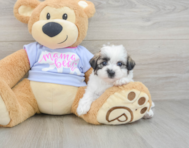 7 week old Teddy Bear Puppy For Sale - Florida Fur Babies