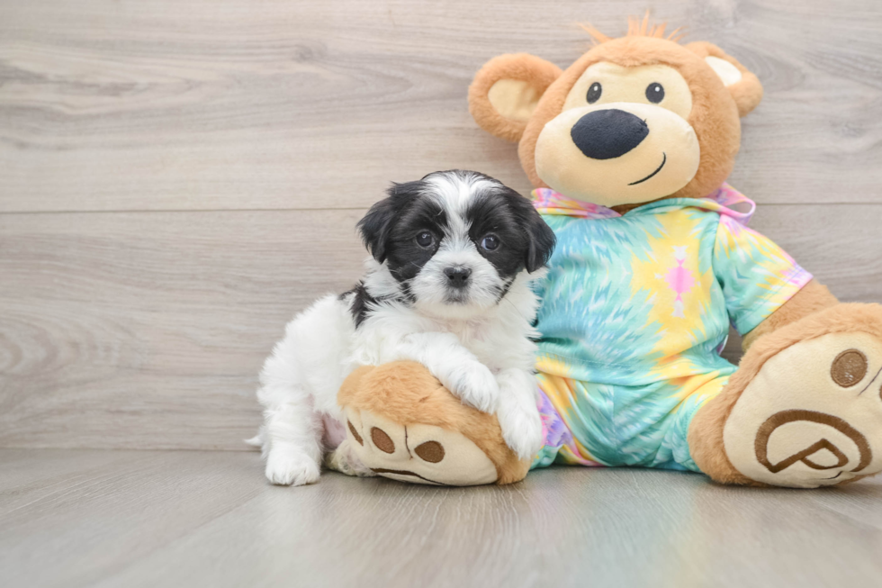 Funny Teddy Bear Designer Pup