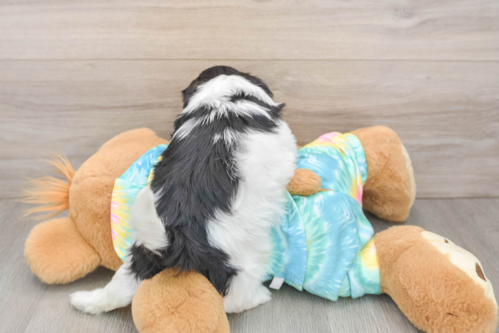 Funny Teddy Bear Designer Pup