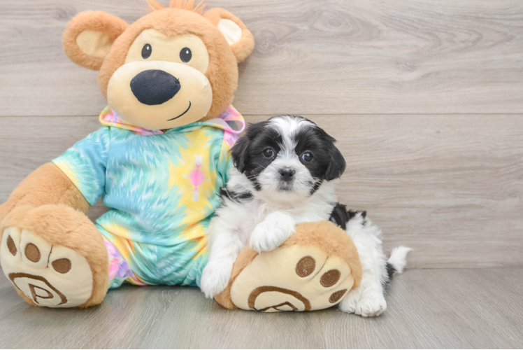 Teddy Bear Puppy for Adoption