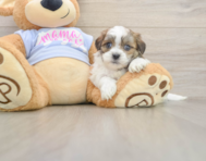 5 week old Teddy Bear Puppy For Sale - Florida Fur Babies