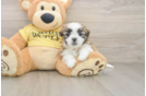 Teddy Bear Pup Being Cute