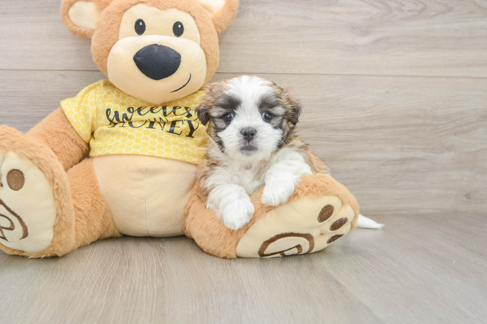 Teddy Bear Pup Being Cute