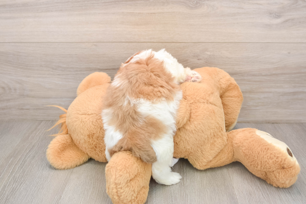 Best Teddy Bear Baby