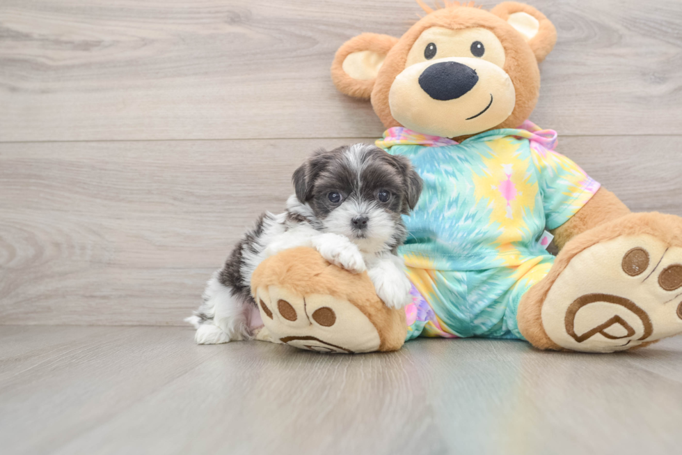 Friendly Teddy Bear Baby