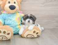 5 week old Teddy Bear Puppy For Sale - Florida Fur Babies