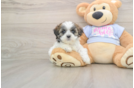 Teddy Bear Puppy for Adoption
