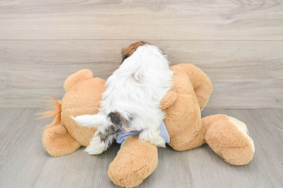 Little Shit Designer Puppy