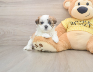 7 week old Teddy Bear Puppy For Sale - Florida Fur Babies