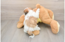 Smart Teddy Bear Designer Pup