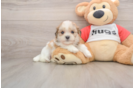 Teddy Bear Puppy for Adoption