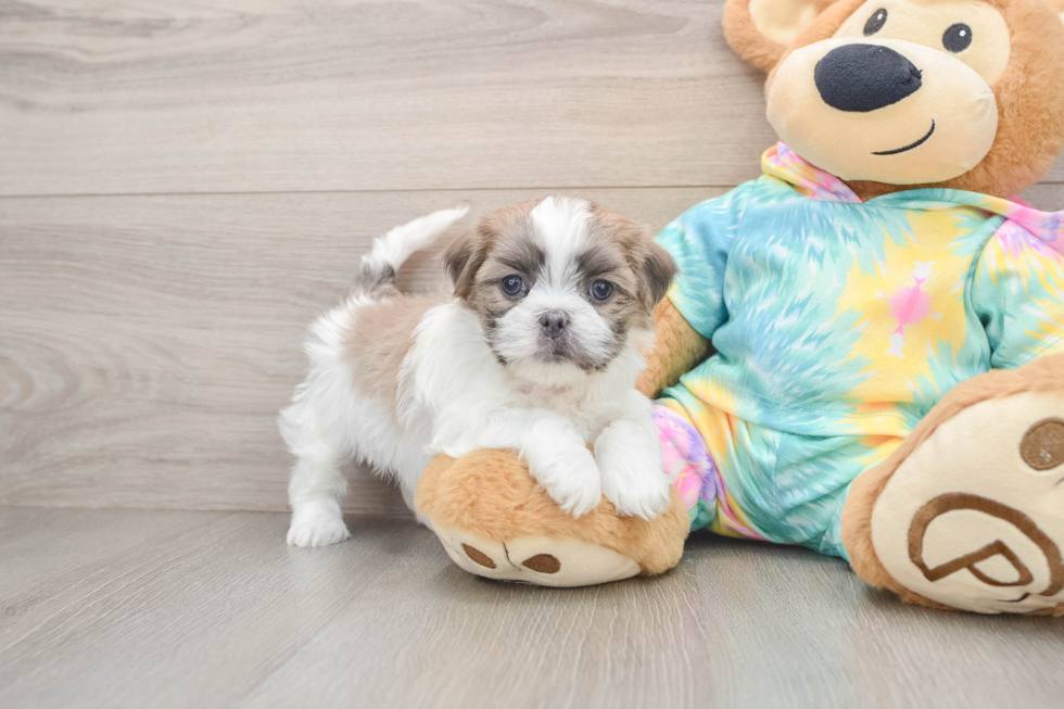 Petite Teddy Bear Designer Pup