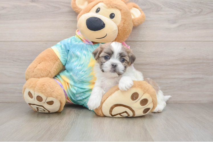 Best Teddy Bear Baby