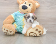 5 week old Teddy Bear Puppy For Sale - Florida Fur Babies
