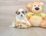7 week old Teddy Bear Puppy For Sale - Florida Fur Babies