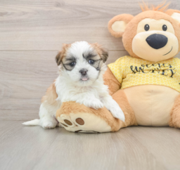 8 week old Teddy Bear Puppy For Sale - Florida Fur Babies