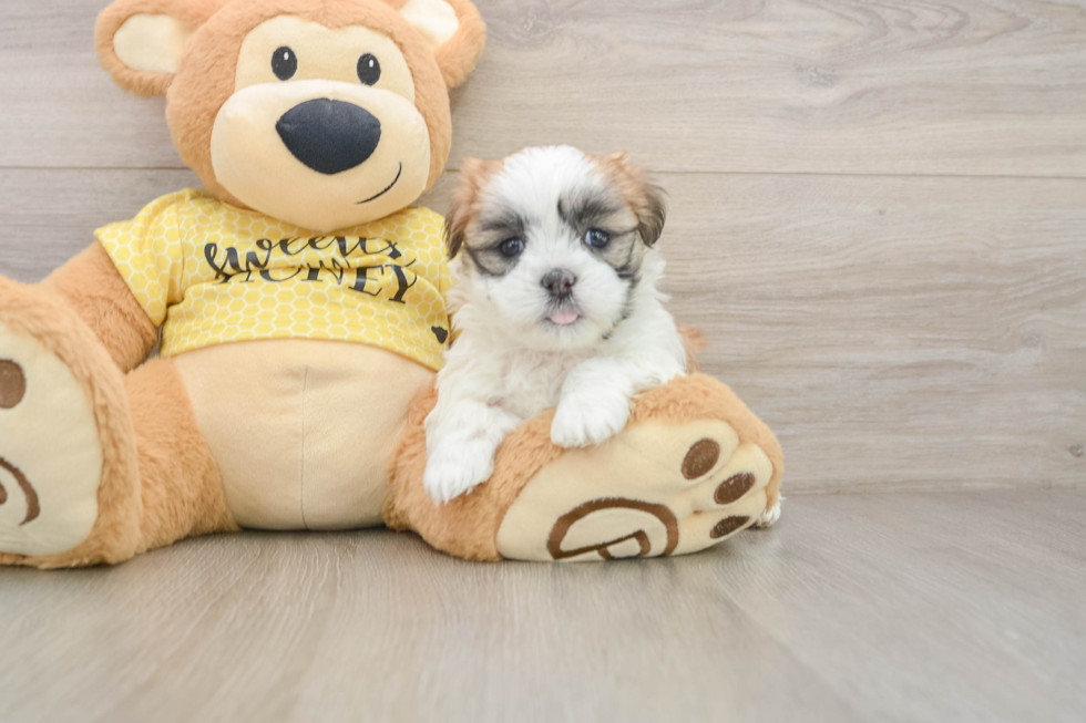 Little Shi Chon Designer Puppy