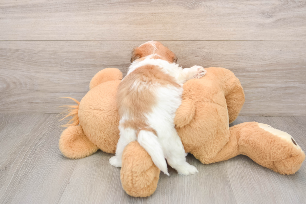 Popular Teddy Bear Designer Pup