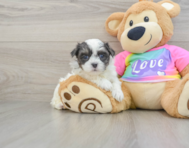 8 week old Teddy Bear Puppy For Sale - Florida Fur Babies