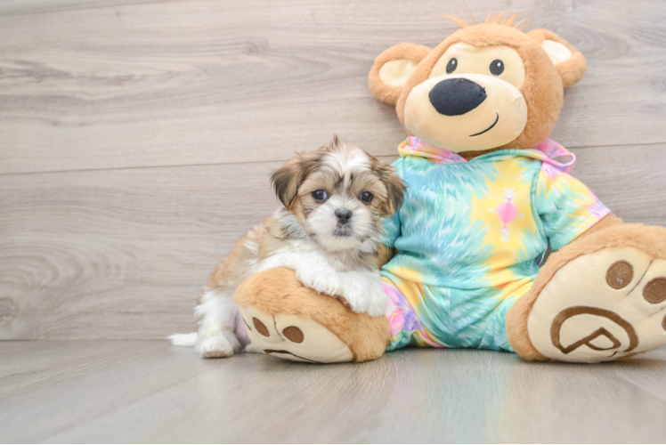 Best Teddy Bear Baby