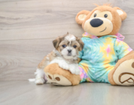 5 week old Teddy Bear Puppy For Sale - Florida Fur Babies