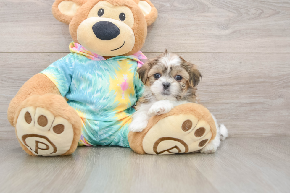 Best Teddy Bear Baby